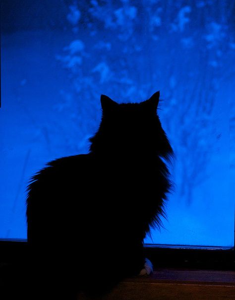 Black, Christmas, Blue Christmas, Black Cat, Screen, Blue