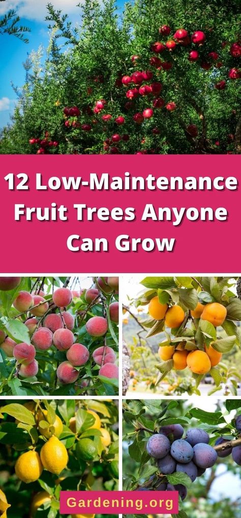 Fruit Trees In Garden, Trees In Garden, Fruit Trees Backyard, Fruit Tree Garden, Nut Trees, Growing Fruit Trees, Vegetable Garden Diy, Tree Garden, Garden Plan