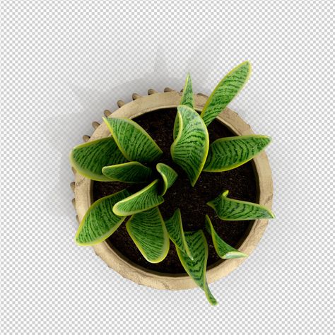 Plants For Photoshop, Plant Top View Png, Plant Top View, Tree Plan Photoshop, Trees Top View, Materials Board Interior Design, Corporate Interior Design, Tree Plan, Photoshop Resources