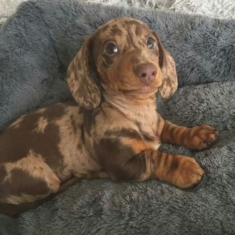 Dachshund Dapple, Dog Weiner, Dachshund Facts, Dog Sausage, Puppies Dachshund, Daschund Puppies, Dapple Dachshund Puppy, Doxie Puppies, Dachshund Breed