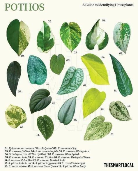 Plant Leaf Identification, Leaf Identification, Pothos Plant, Plant Identification, Growing Indoors, Plant Mom, Plant Lady, Plant Life, Indoor Garden