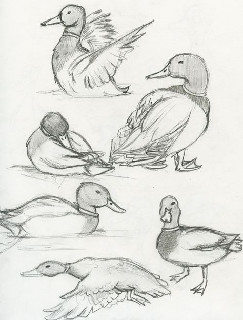 Mallard Duck | The eBestiary Duck Art Reference, Duck Drawing, Animal Drawings Sketches, Animal Study, Drawing Faces, Mallard Duck, Simple Illustration, Animal Sketches, Arte Animal