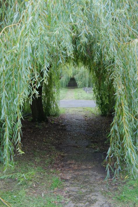 Willow trees - I have two weeping willows in my backyard.  I wish I could dig them up and take them with me to my new home... I would totally create tunnels with them.  How fun for future grandchildren to run through. Willow Tree Dryad, Willow Trees Garden, Willow Trees, Tree Tunnel, Weeping Willow Tree, Anatomy Quotes, Seed Pots, Willow Wood, Brooke Davis