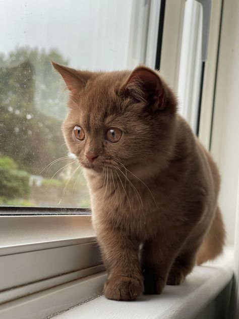 #kitten #britishshorthair #cinnamon #browncat #cinnamonbritishshorthair British Shorthair Brown Cat, Cinnamon British Shorthair Cats, Chocolate British Shorthair Cats, Cinnamon British Shorthair, English Shorthair Cat, Siberian Cat Brown, British Short Haired Cat, Brown British Shorthair, Chocolate Brown Cat