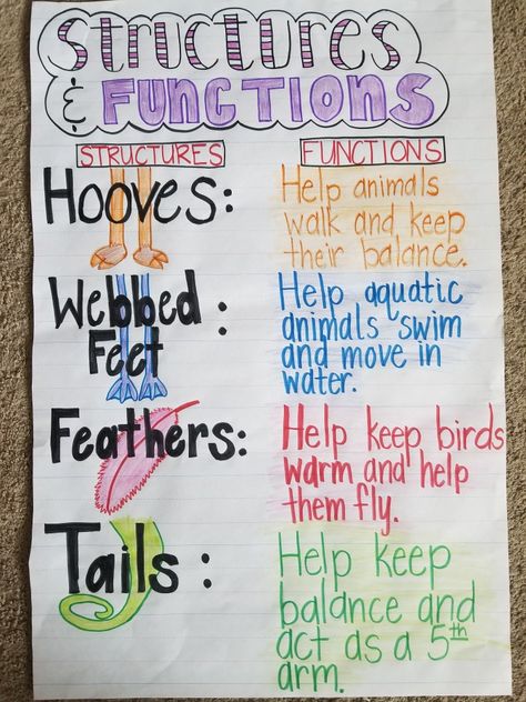 Animal structures and functions anchor chart Structures And Functions Anchor Chart, Adaptation Anchor Chart, Animal Adaptations 3rd Grade, Functions Anchor Chart, Animal Structures And Functions, Animal Adaptations Anchor Chart, Adaptations Anchor Chart, Ihop Pancake Recipe, Animal Structure