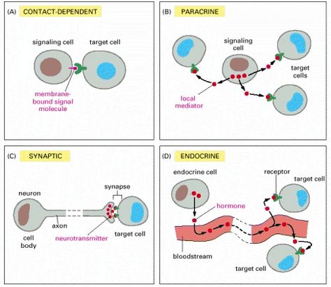 (A) Contact-dependent signaling requires cells to be in membrane-membrane contact. (B) Paracrine signaling depends on signals that are released into the extracellular space and act locally on neighboring cells. (C) Synaptic signaling is performed by neurons that transmit signals electrically along their axons and release neurotransmitters at synapses, which are often located far away from the cell body. (D) Endocrine signaling depends on endocrine cells, which secrete hormones into the blood Ap Biology, Logical Quotes, Cell Signaling, Medical School Studying, Biology Notes, Cell Biology, Medical Anatomy, Cell Membrane, Molecular Biology