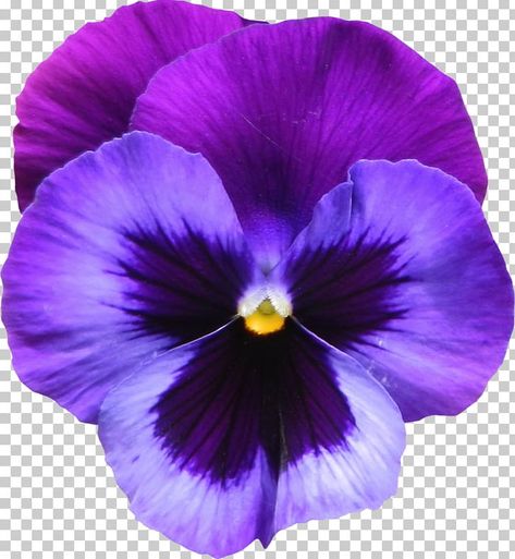 Violet Flower Tattoos, Flower Purple, Purple Pansy, Winter Rose, Sweet Violets, Pansies Flowers, 수채화 그림, Violet Flower, Acrylic Flowers