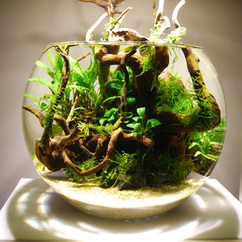 Aquarium For Home, Aqua Planet, Water Terrarium, Wabi Kusa, Fish Aquarium Decorations, Aquarium Garden, Plant In Glass, Fish Tank Terrarium, Succulent Bowls