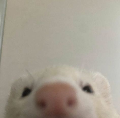 White Ferret, Funny Ferrets, Pet Ferret, Cute Ferrets, Cute Small Animals, Super Cute Animals, Funny Animal Jokes, Silly Animals, Cute Wild Animals