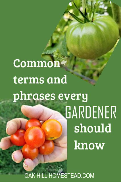 Common Garden Terms and Phrases for Beginners Gardening Terms, Soil Enrichment, Gardening Knowledge, Herbs Growing, Biennial Plants, Garden Works, Succession Planting, Bush Beans, Pole Beans