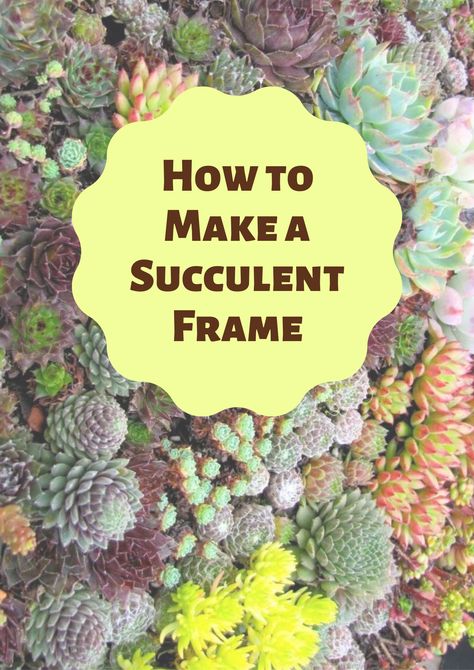 Succulent Frame Diy, Picture Frame Terrarium, Framed Succulent Wall Decor, Succulent Frame Wall Hangings Diy, Succulent Picture Frame, Chicken Wire Picture Frame, Living Succulent Wreath Diy, Picture Frame Succulent Planter, Succulent Wall Garden