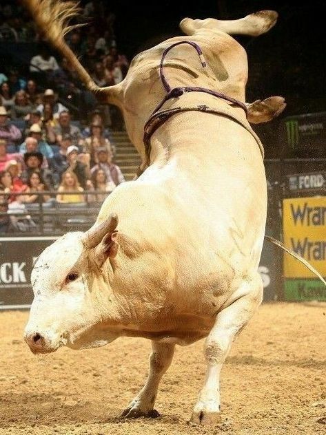 Pbr Bulls, Pbr Bull Riders, Pbr Bull Riding, Lane Frost, Cowboys And Angels, Bucking Bulls, Horse Riding Quotes, Bronc Riding, Cowboy Life