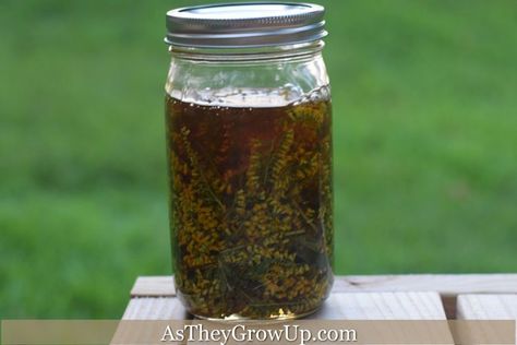 Infusing Honey, Goldenrod Tincture, Goldenrod Flower, Medicinal Weeds, Tinctures Recipes, Infused Honey, Tea Ingredients, Magickal Herbs, Golden Rod