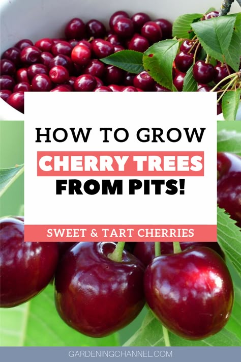 How To Grow Cherry Tree From Seed, How To Grow A Cherry Tree From A Pit, Cherry Tree From Seed, Growing Cherry Trees, How To Grow Cherries, Fruit Trees Backyard, Cherry Seeds, Fruit Tree Garden, Growing Fruit Trees