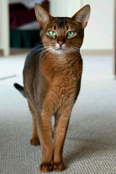 Cats With Big Eyes, Abyssinian Cat, Image Chat, Abyssinian Cats, Abyssinian, Domestic Cat, Amazing Animals, Cute Kittens, Warrior Cats