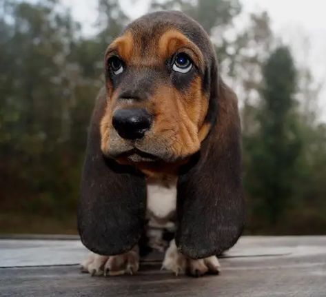 23 Reasons Why You Should Never Own Basset Hounds - The Paws Baby Basset Hound, Basset Hound Puppies, Basset Puppies, Hound Dogs, Basset Hound Puppy, Hound Puppies, Basset Hound Dog, Bassett Hound, Basset Hounds