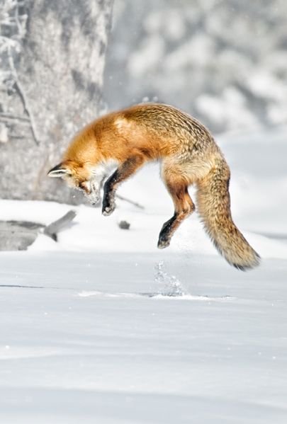 red fox pouncing hunting prey in snow Fox Looking Up, Red Fox Aesthetic, Fox Pouncing, Fox Playing, Fox In Snow, Fox In The Snow, Jumping Fox, Animals Aesthetic, Fox Photography