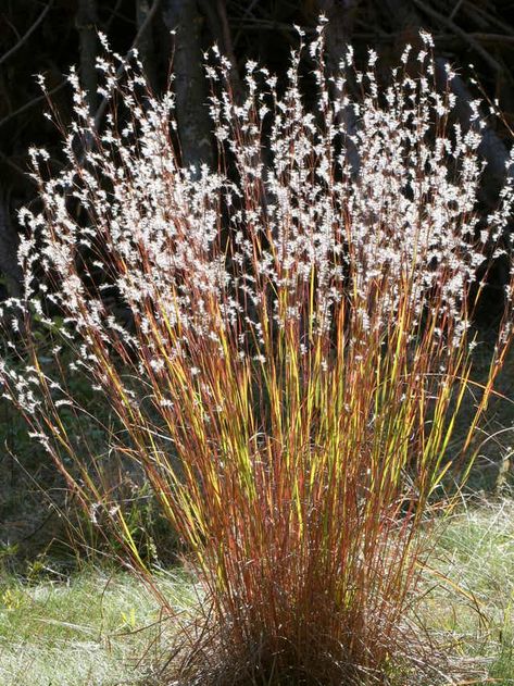 Micro Prairie, Little Bluestem, Prairie Planting, Prairie Flower, Asclepias Tuberosa, Prairie Garden, Native Plant Gardening, Ponds Backyard, Drought Tolerant Plants