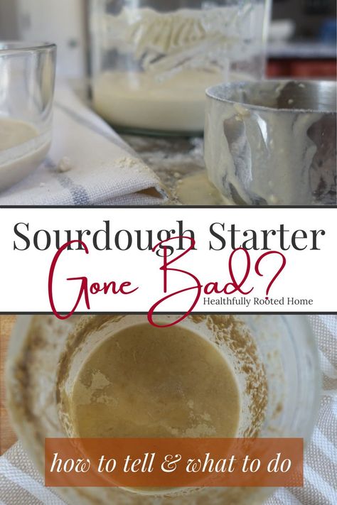 Dough Starter Recipe, Sourdough Bread Starter, Dough Starter, Homemade Sourdough Bread, Bread Starter, Sourdough Starter Recipe, Free Lifestyle, Sourdough Baking, Sourdough Bread Recipe