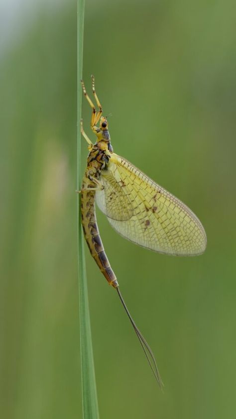 Discover the fascinating world of animals with the shortest lifespans! From tiny insects to unique aquatic creatures, explore the top 9 animals that live for just a fleeting moment in nature's grand timeline. #ShortLifespanAnimals #NatureFacts #AnimalLifeCycles #WildlifeWonder #IncredibleCreatures #Biology #NatureLovers #Educational #WildlifePhotography #AnimalFacts #ShortLives #AnimalKingdom #NaturalHistory #QuickLife #WildlifeExploration Mayfly Drawing, Fish Reference, Flying Lantern, Art Thoughts, Aquatic Insects, Animal Life Cycles, Caddis Flies, Michigan History, Trout Flies