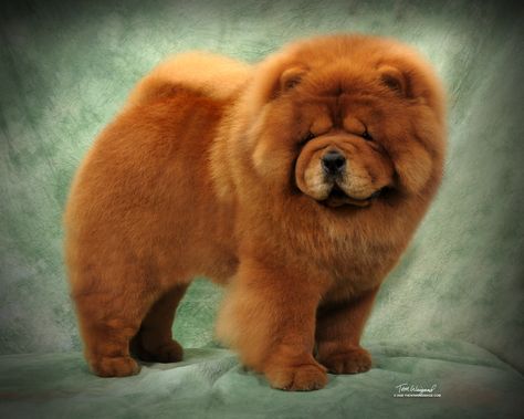 Chow-Chow, It is one of the ancient breeds and it was first seen in China. Description from pinterest.com. I searched for this on bing.com/images Chow Chow Dog Puppy, Chow Puppies For Sale, Chow Dog Breed, Beautiful Dogs Photos, Chinese Dog, Boo The Dog, Chow Chow Puppy, Chow Chow Dogs, Dog Information