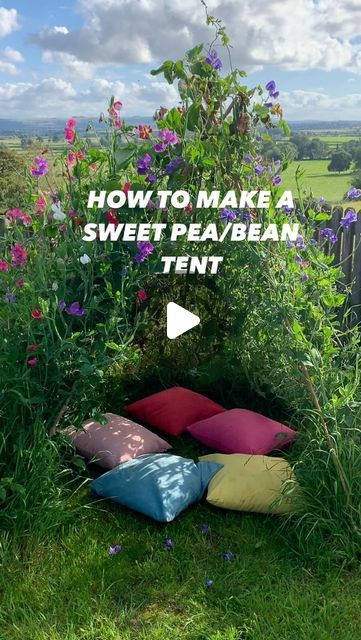 Lara W on Instagram: "How I made my sweet pea/bean tent  Due to very popular demand here’s a step by step of how I made my tent.  What you’ll need: 7ft (~215cm) bamboo canes (I used 9) String  A bit of all purpose compost A variety of sweet pea plants (approx. 16) Some pre grown runner bean plants (I used 4) Some pre grown pea plants (I had 3)  When to do it: I had pre sown the beans and peas in pots and slowly hardened them off at the start of may. I put up the canes and planted everything in the ground on the 16th of May. The tent was fully covered by early August   How to do it: • position the bamboo canes making a tent shape and tie together at the top. Mine were about 35cm apart. • push the ends of the canes into the ground (around 10cm deep) • dig a circular trench and mix a bit of c Sweet Pea Tent, Sweet Pea Teepee, Sweet Pea Garden, Mum Goals, Pea Plants, Sweet Pea Plant, The Constant Gardener, Sweet Pea Seeds, Pea Plant