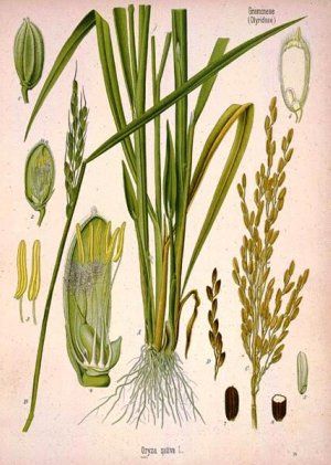 Oryza sativa Rice Plant, Secret Closet, Missouri Botanical Garden, Plant Science, Plants And Flowers, Edible Plants, Healing Herbs, Botanical Drawings, Plant Illustration