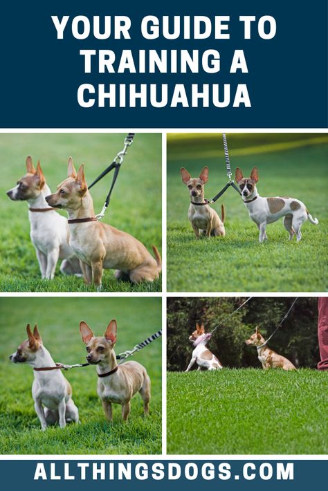 Pet Training Tips, Chihuahua Puppy Training, Dog Commands Training, Pampered Dogs, Chihuahua Training, Chihuahua Breeds, Smartest Dog Breeds, Dog Breeding, Dog Commands