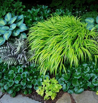 Hakonechloa macra All Gold, asarum, gold heuchera, Japanese painted fern, hosta Japanese Painted Fern, Plants Under Trees, Shade Grass, Japanese Forest, Growing Grass, Hosta Gardens, Garden Diary, The Secret Garden, Woodland Garden