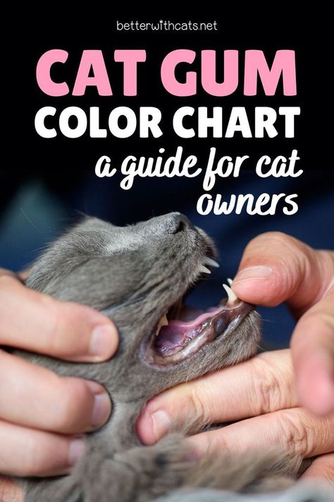 Through the cat gum color chart learn all about your pet’s health in order for you to care about your cat’s wellness as a true pet parent! Cat Food Station, Cat Health Problems, Pet Dental Care, Cat Illnesses, Birth Colors, Cat Health Care, Cat Hacks, Cat Food Bowl, Healthy Cat