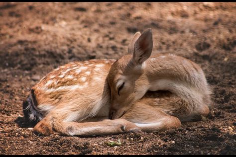 Fawn Sleeping, Deer Sleeping, Fawn Photography, Fawn Tattoo, Deer Skeleton, Sleeping Drawing, Long Painting, Animal Symbolism, Types Of Animals