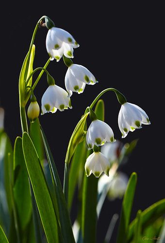 Woodland Flowers, Lily Of The Valley Flowers, Cottage Garden Plants, White Gardens, Jolie Photo, All Flowers, Flowers Nature, Flower Pictures, Lily Of The Valley