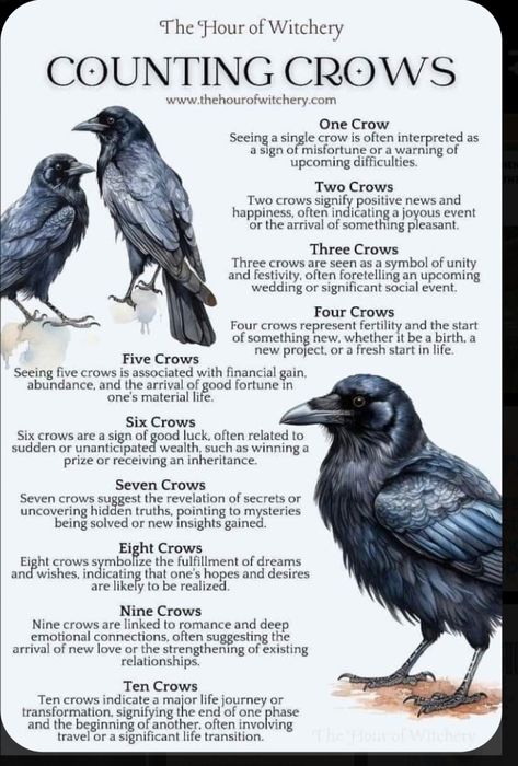 Crows In Witchcraft, Four Crows Meaning, Crow Significance, Crows Meaning Symbols, One Crow Meaning, Two Crows Meaning, Counting Crows Poem, 3 Crows Meaning, Crows Witchcraft