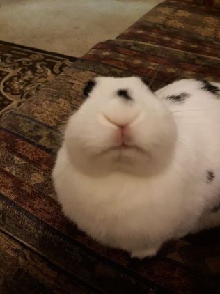 Rabbit Reaction Pic, Bunny Reactions Pic, Funny Bunny Pictures, Silly Bunny, Bunny Meme, Bunny Pics, Pet Bunny Rabbits, Silly Rabbit, Cute Bunny Pictures