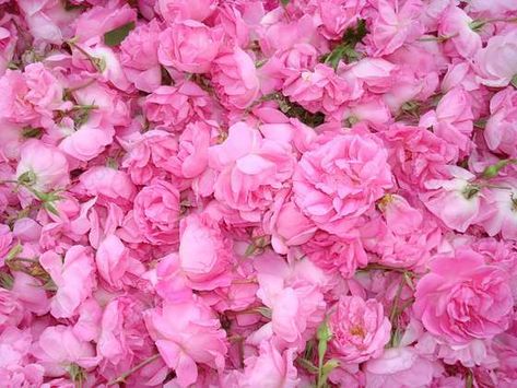 Rose Water Diy Recipes, Vanilla Perfume Oil, Rose Water For Skin, Rose Water Diy, Rose And Vanilla, Flower Cafe, Very Beautiful Flowers, Rosa Damascena, Skin And Hair Care