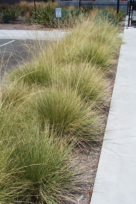 Muhlenbergia rigens - Deer Grass  4'x 4', Sun, Patrick Pizzo recommended. Foundation Plant. Priority: High. Community: Grasslands Russian Tortoise, Plant Catalogs, Grasses Landscaping, Foundation Planting, Grasses Garden, Flower Spike, Drought Tolerant Plants, Ornamental Grasses, Drought Tolerant