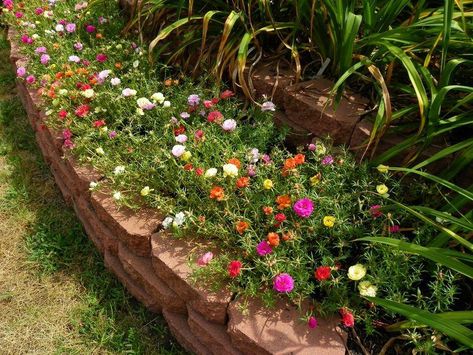 Ground Cover Flowers, Portulaca Flowers, Ground Cover Seeds, Portulaca Grandiflora, Perennial Ground Cover, Milkweed Seeds, Moss Rose, Rose Seeds, Ground Cover Plants