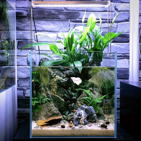 Aquarium With Plants On Top, Peace Lily Fish Tank, Peace Lily Aquarium, Betta Paludarium, Pond Aquarium, Fish Habitat, Aquarium Inspiration, Aquascape Ideas, Small Water Gardens