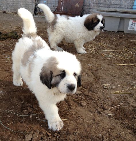 Pyrenean Mastiff Puppy, British Mastiff, Pyrenean Mastiff, English Mastiff Puppies, Giant Dog Breeds, Livestock Guardian Dog, Every Dog Breed, Livestock Guardian, Mastiff Puppies