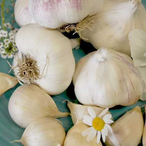 Organic Early Italian Purple Softneck Garlic Bulbs: Seed Garlic: Irish Eyes Purple Garlic, Green Tomato Salsa, Broccoli And Brussel Sprouts, Spring Garlic, Sweet Potato Slips, Blue Potatoes, Pumpkin Quinoa, Dilly Beans, Garlic Bulbs