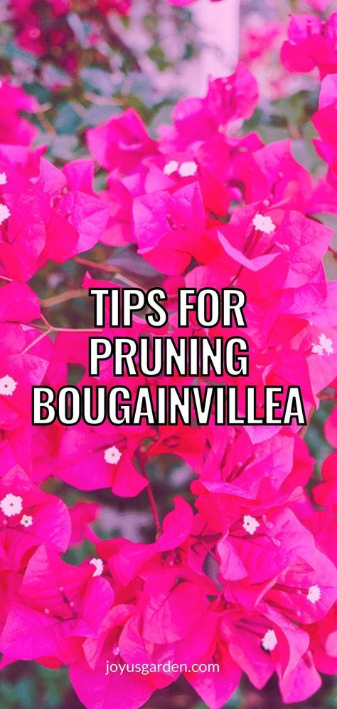 How To Prune Bougainvillea, Boganvilla In Arch, How To Train Bougainvillea Trellis, Potted Bougainvillea Ideas, Boganvillia Ideas, Climbing Bougainvillea Trellis, Bougainvillea How To Grow, Bouganvilla Care How To Grow, Bougainvillea Shrub