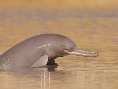 Sukkur Sindh, Endangered Species Project, Indus River, Ganges River, River Dolphin, File Decoration Ideas, Sea Mammal, American Animals, Rare Species