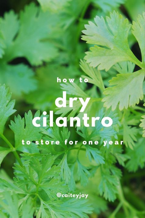 Dry Cilantro, Freeze Cilantro, Store Cilantro, Freezing Cilantro, Cooking Cheat Sheet, Drying Fresh Herbs, Kitchen Life Hacks, Freezing Herbs, Drying Cilantro