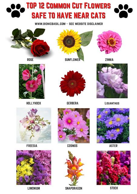 Top 12 Common Cut Flowers Safe To Have Near Cats - see website disclaimer ©BionicBasil® Cat Friendly Flower Bouquet, Flowers That Are Safe For Cats, Safe Flowers For Cats, Cat Safe Bouquet, Common Flowers In Bouquets, Pet Friendly Flowers, Pet Safe Flowers, Cat Safe Flowers, Cat Friendly Flowers