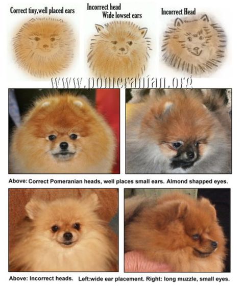 Pomeranian Dog Head Types Pomeranian Facts, Baby Pomeranian, Pomeranian Breed, Pure Breed Dogs, Pomeranian Dogs, Pom Dog, Cute Pomeranian, Dog Training Classes, Getting A Puppy