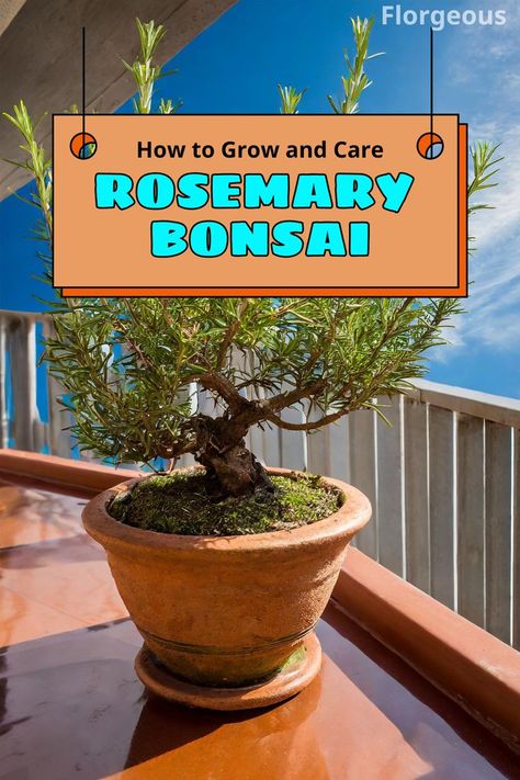 Rosemary Bonsai Grow Rosemary, Rosemary Tree, Outdoor Bonsai Tree, Bonsai Fruit Tree, Bonsai Diy, Bonsai Making, Bonsai Pruning, Bonsai Care, Bonsai Tree Types