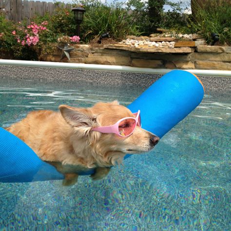 Nothing like noodling around the pool on a hot Sunday afternoon! By The Pool, Pool Funny, Pool Picture, Spotify Covers, Water Pool, Warm Fuzzies, Sunday Afternoon, Four Legged, The Pool