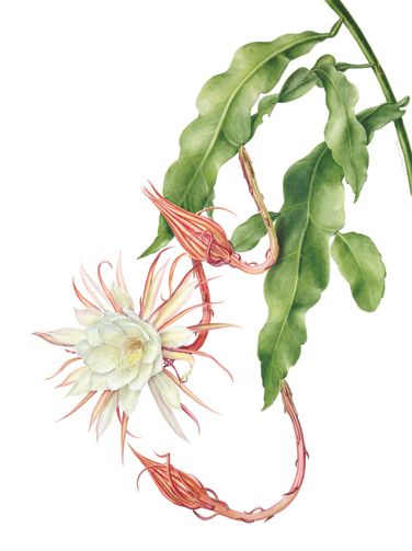 Beverly Allen Epiphyllum oxypetalum.  Royal Botanic Gardens Kew Collection Epiphyllum Oxypetalum, Tulips Images, Night Blooming Flowers, Orchid Cactus, Queen Of The Night, Watercolor Flowers Tutorial, Illustration Botanique, Night Flowers, Free Backgrounds