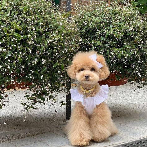 Teddy Bear Poodle Puppies, Poodles With Bows, Toy Poodle Outfits, Mini Poodle Aesthetic, Cream Toy Poodle, Toy Poodle Aesthetic, White Mini Poodle, Cute Poodles, Teddy Bear Dogs