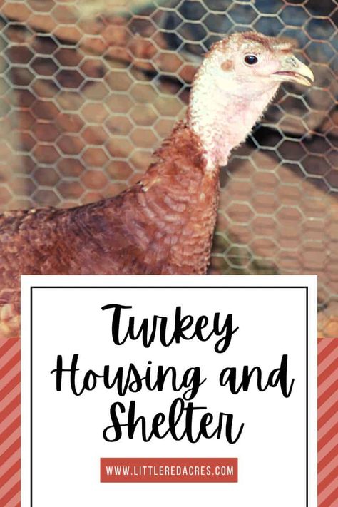 Turkey Shelter and Housing - Little Red Acres Turkey Coops Diy, Turkey Coop Ideas Buildings Diy, Turkey And Chicken Coop, Turkey Coops Ideas, Turkey Nesting Boxes, Pet Turkey Care, Turkey Coop Diy, Turkey Farming Ideas, Turkey Feeders Diy